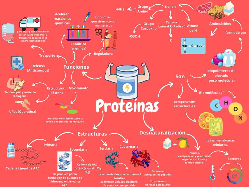 Mapa Mental Sobre Proteínas Baixe Grátis Em Pdf 5458