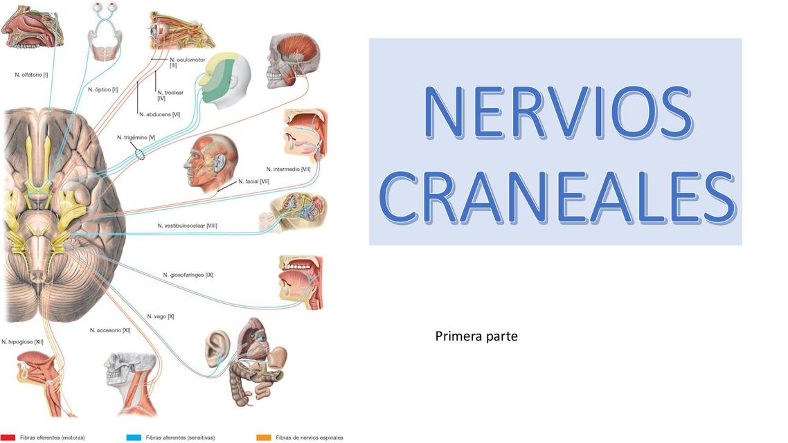 Nervios Craneales 