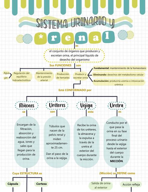 Sistema urinario y renal