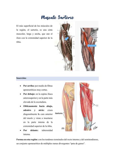Músculo Sartorio Resumen
