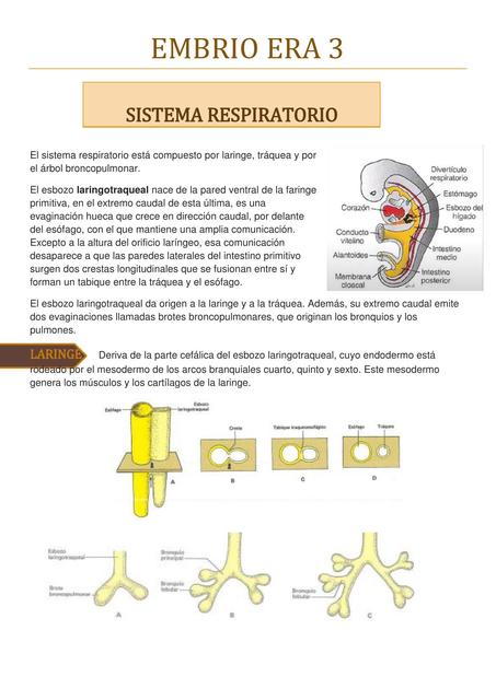 Sistema Respiratorio 