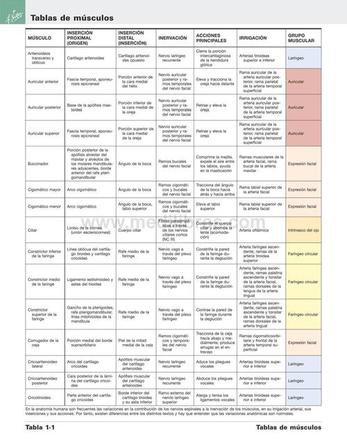 Tabla de Músculos