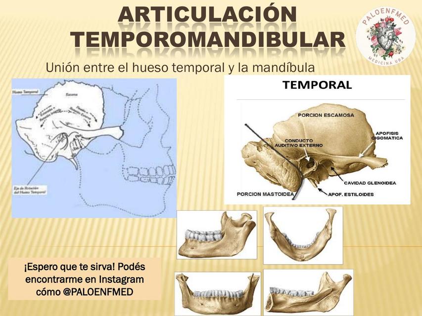 Articulación temporomandibular - Anatomía