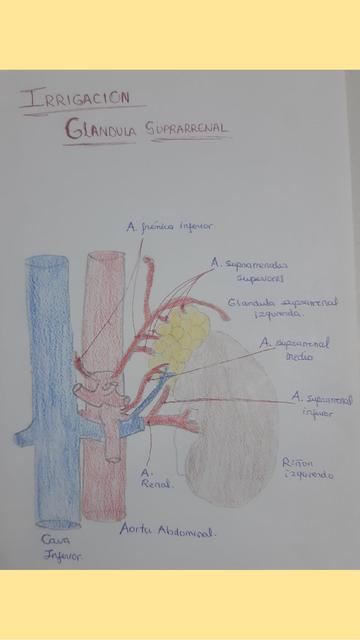 Irrigación Glándula Suprarrenal 