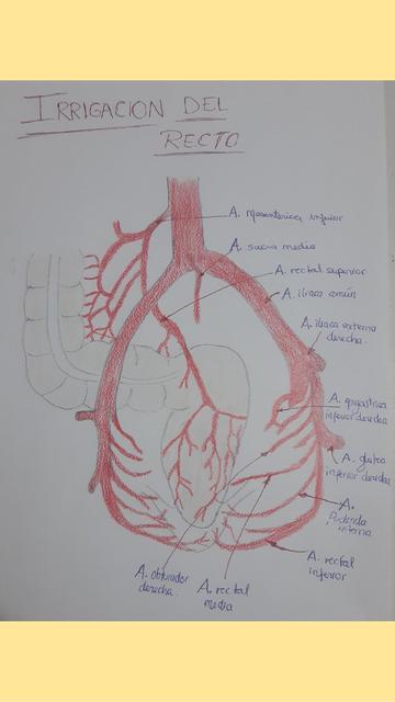 Irrigación del Recto 