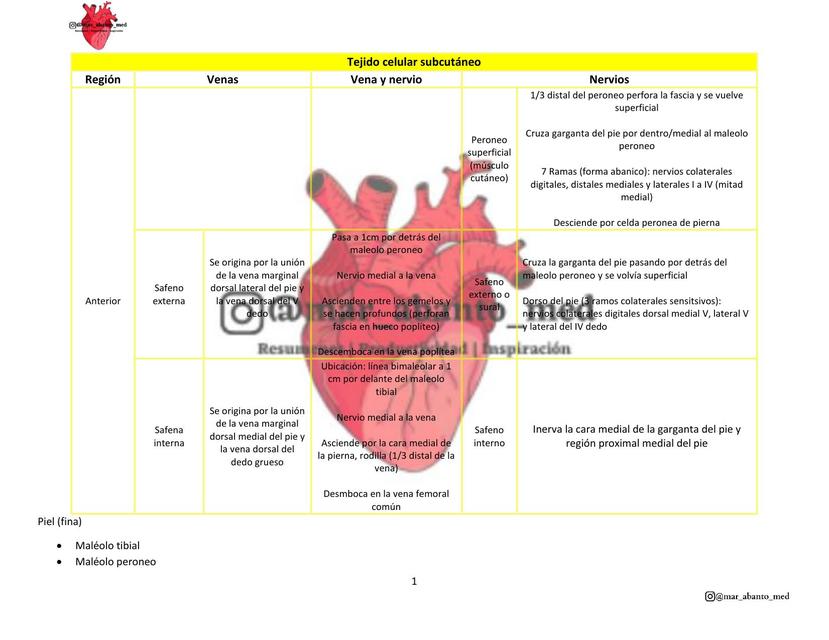 Anatomía Garganta del pie/Tobillo