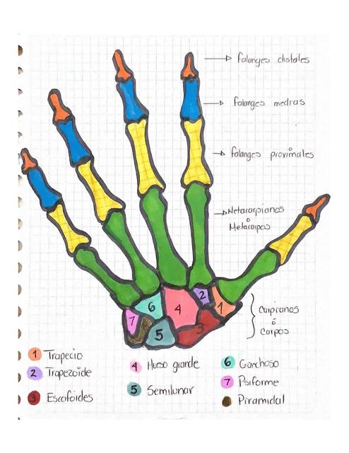 Resúmenes De Huesos De La Mano Descarga Apuntes De Huesos De La Mano