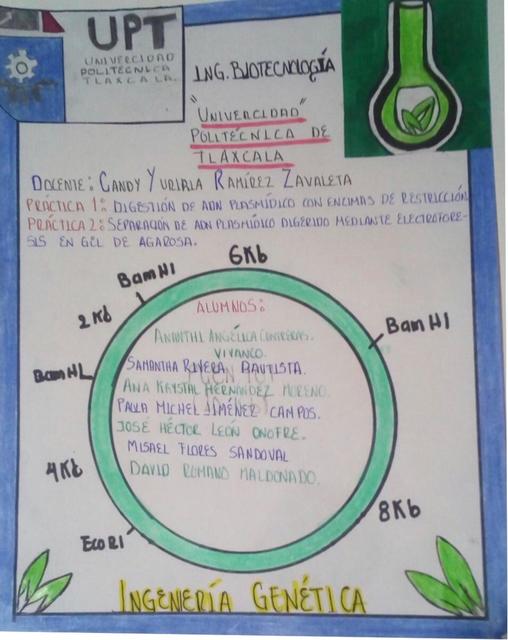 Ingeniería Genética