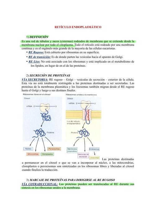 Retículo Endoplasmático 