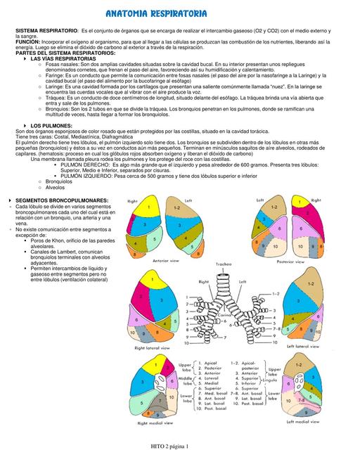 ANATOMIA RESPIRATORIA