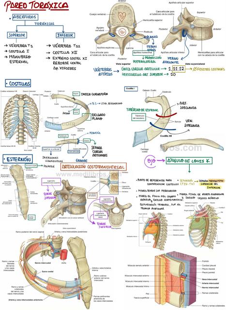 Anatomía de Torax