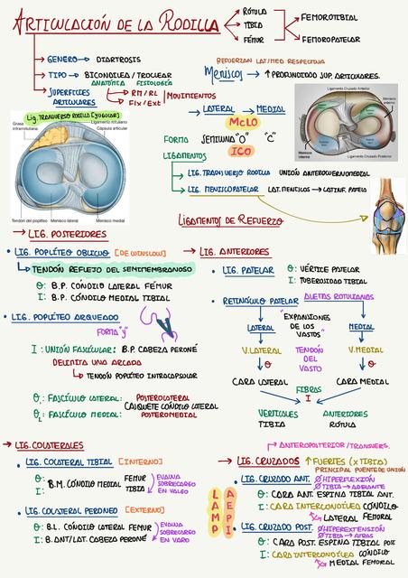 Anatomía de la Articulación de la Rodilla