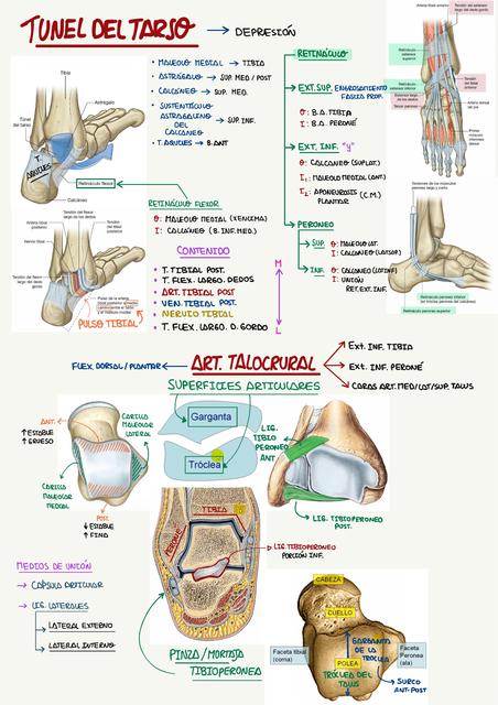 Anatomía del Tunel del Tarso