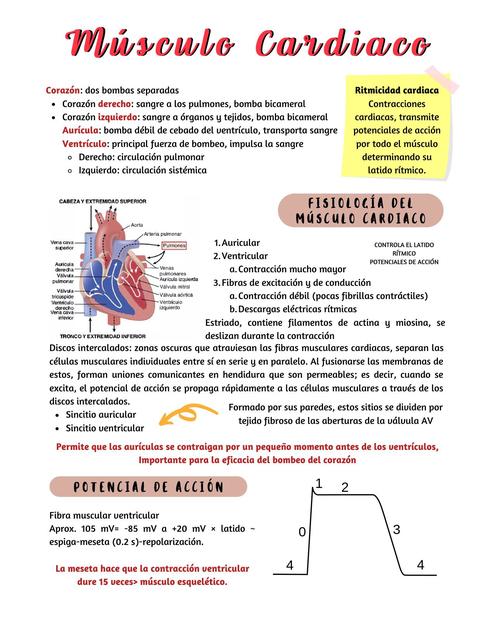 Músculo Cardiaco