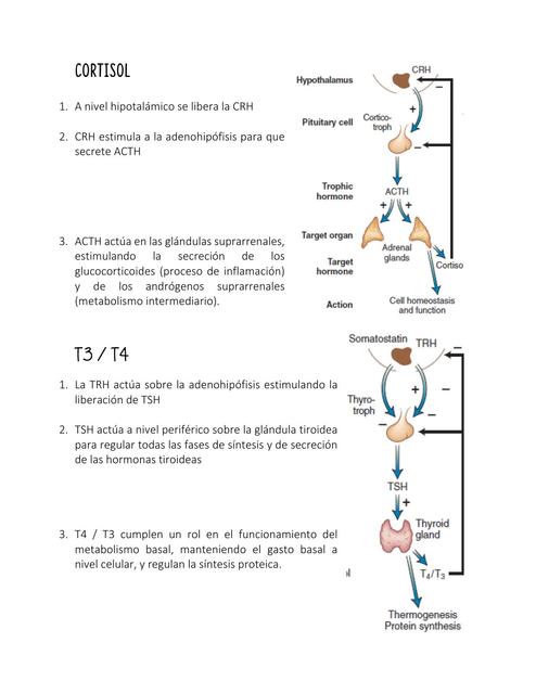 Ejes hipofisiarios