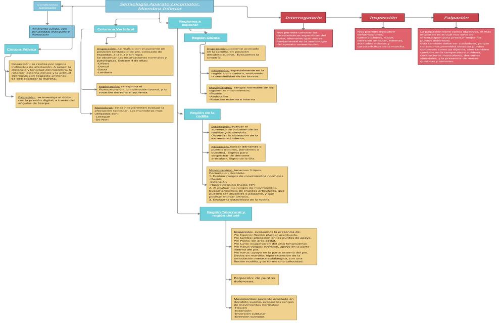 Aparato Locomotor Mapa Conceptual