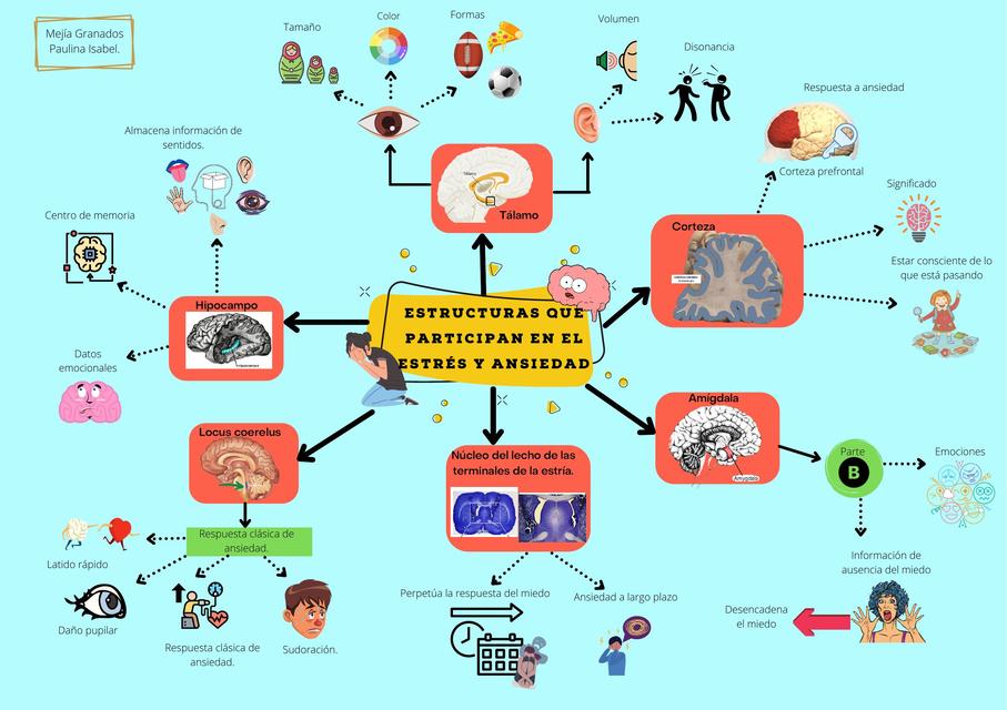 Estructuras en estrés y ansiedad