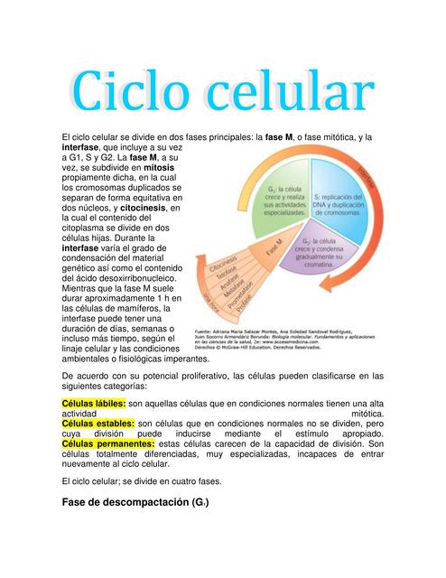 Ciclo Celular