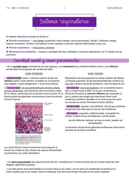 Histología del sistema respiratorio