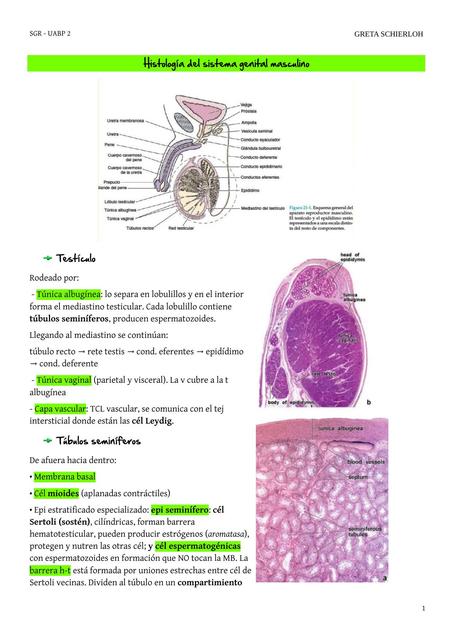 Histología del sistema genital masculino