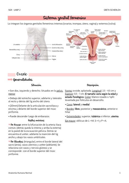 Anatomía sistemas genitales y mama