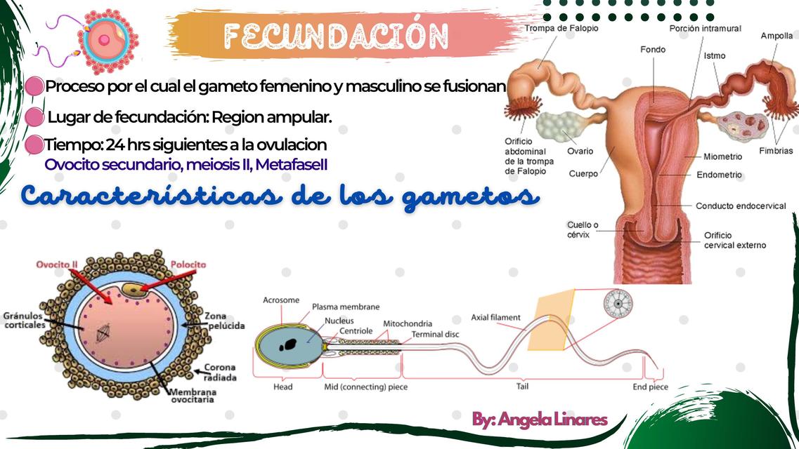 Fecundación