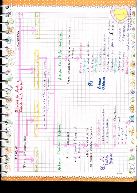 Esquema de Arteria Carotida