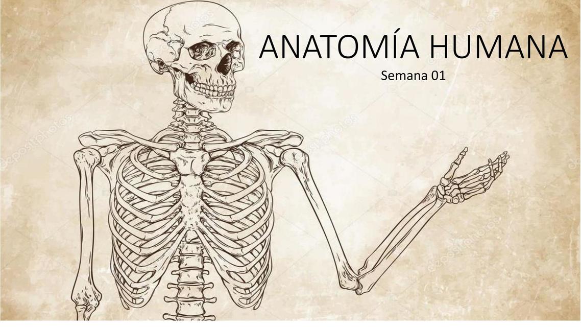 Anatomía Humana 