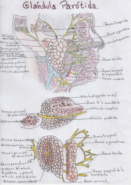 Glándula Parótida