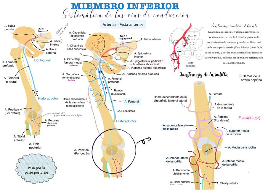 Miembro inferior vías de conducción