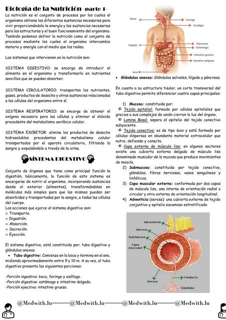 Biología de la Nutrición 1 - Sístema Digestivo