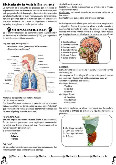 Biología de la Nutrición 3 - Sístema Respiratorio