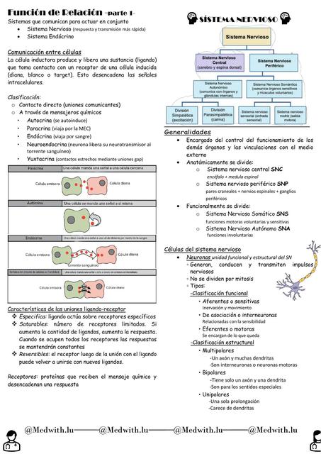 Función de Relación 1 - Sístema Nervioso