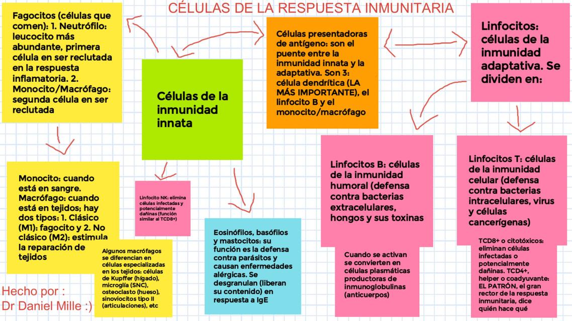 Células de la Respuesta Inmunitaria | Lizeth D. | uDocz