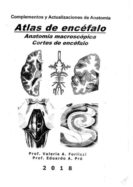 Apunte de Pró y Forlizzi Neuroanatomía 