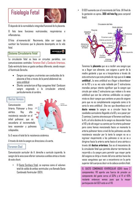 Fisiología Fetal