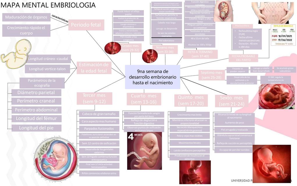 Semana 9 del Desarrollo Embrionario Hasta el Nacimiento 