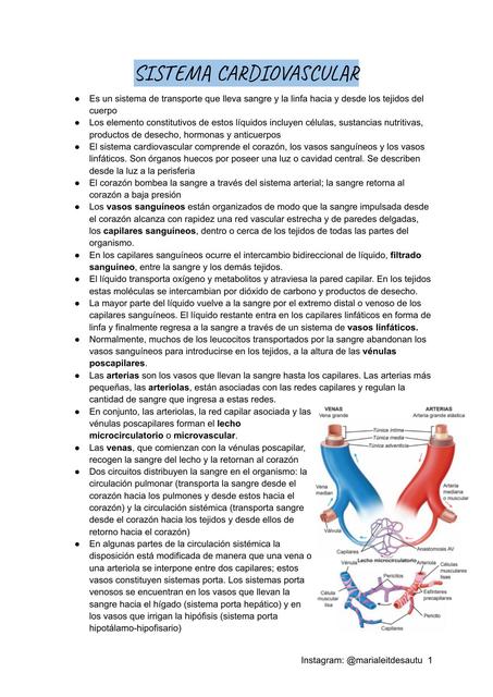 Sistema Cardiovascular 