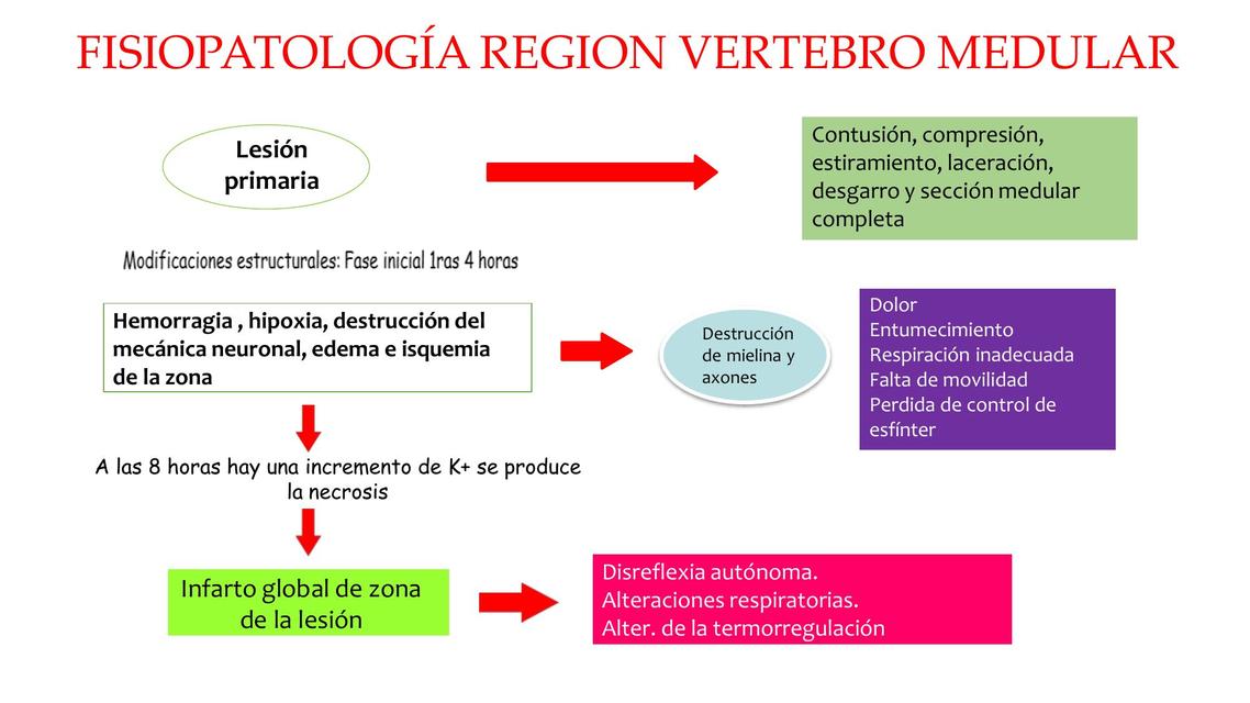 Fisiopatología Región Vertebro Medular 