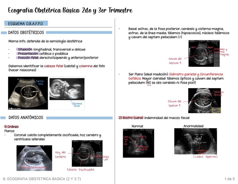 Ecografía Obstétrica Básica 
