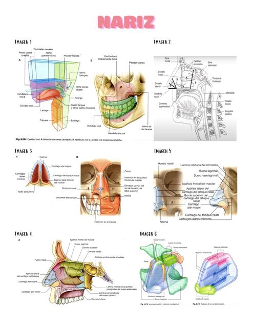 Anatomía Respiratorio 