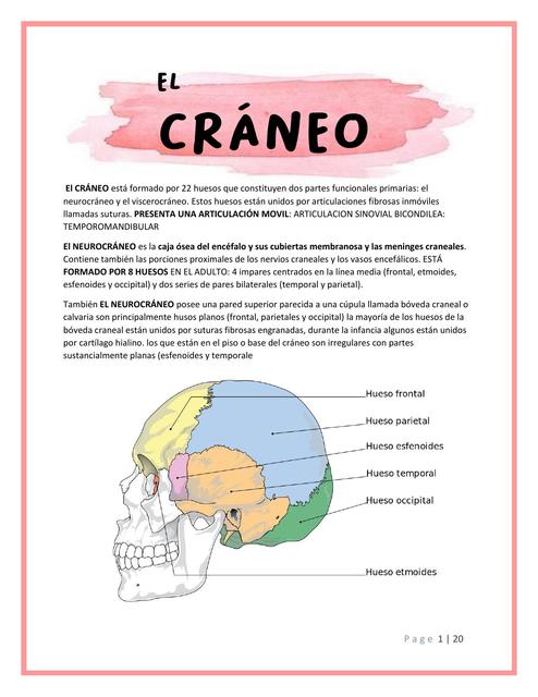 El Cráneo Caras Puntos Cronométricos y Fosas