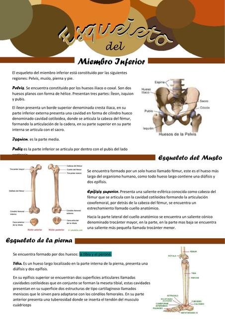 Esqueleto del Miembro Inferior