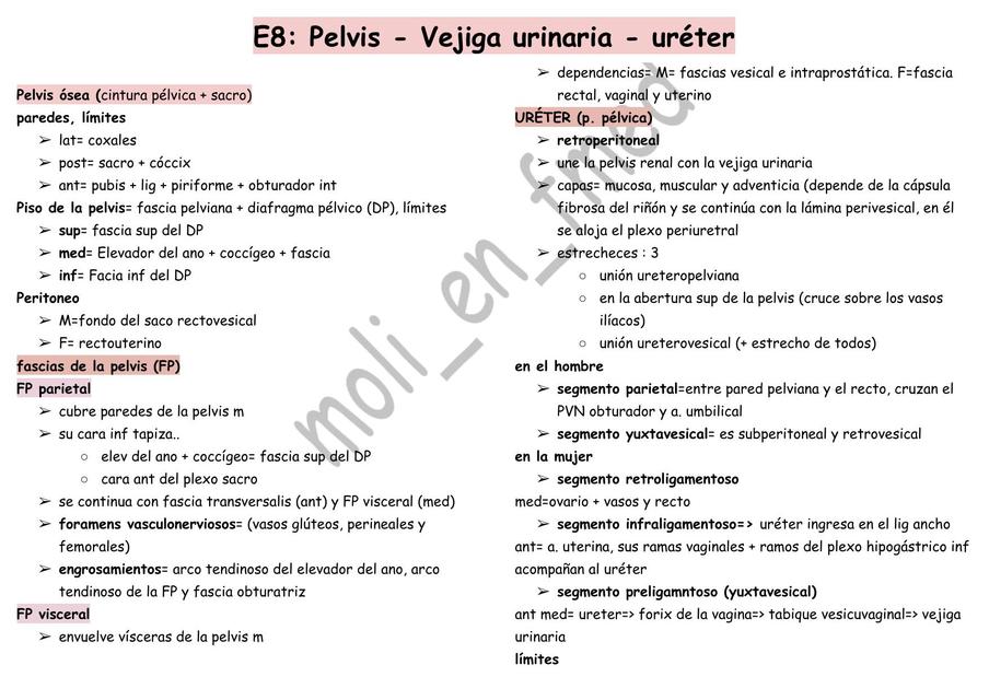 Pelvis, Vejiga urinaria y Uréter