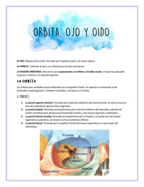 Ojo Órbita y Oído