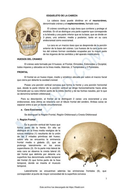 Osteología Huesos Cráneo