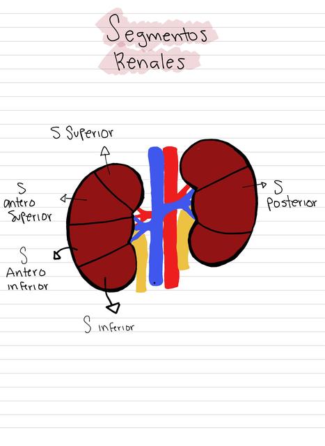 Segmentos del riñón | Chiqui Rojita | uDocz