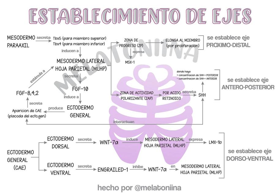 Regulación de los Miembros EJES