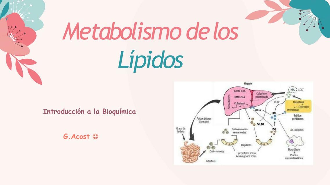 Metabolismo de Lípidos 