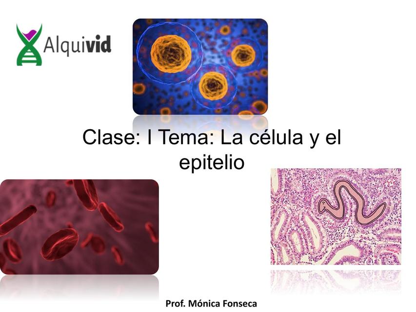 CÉLULA Y EPITELIO PROF MÓNICA FONSECA ppt